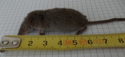 Crocidura minore vittima del gatto